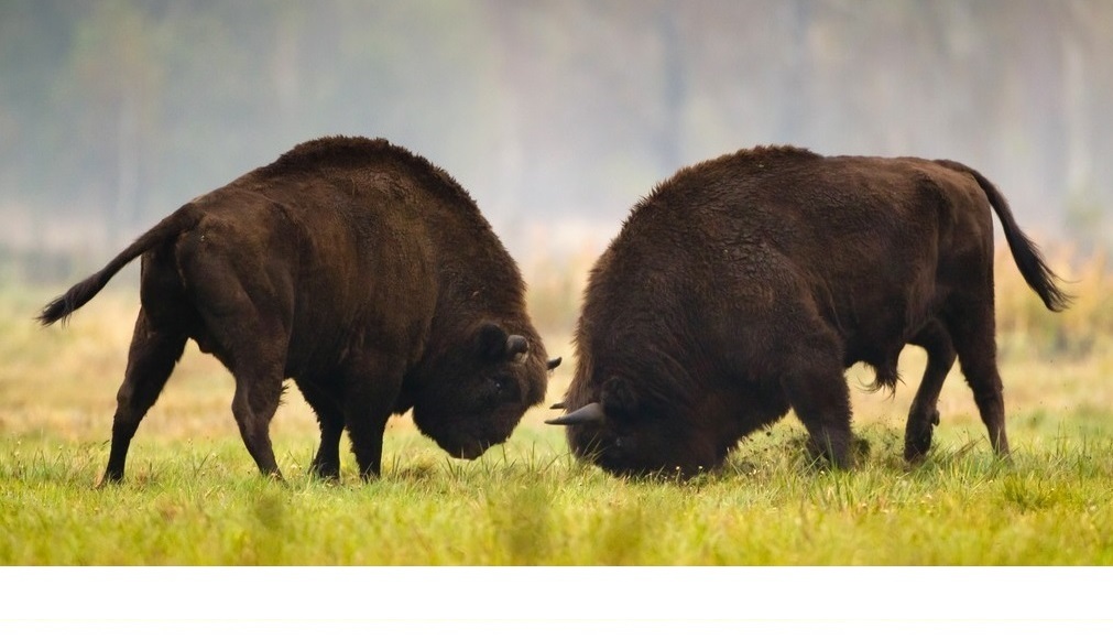 Żubry fot Gmina Bialowieża