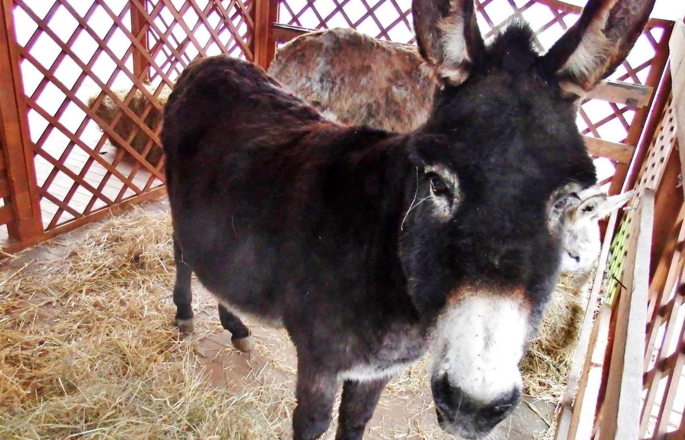 Żywa szopka w śląskim zoo 2