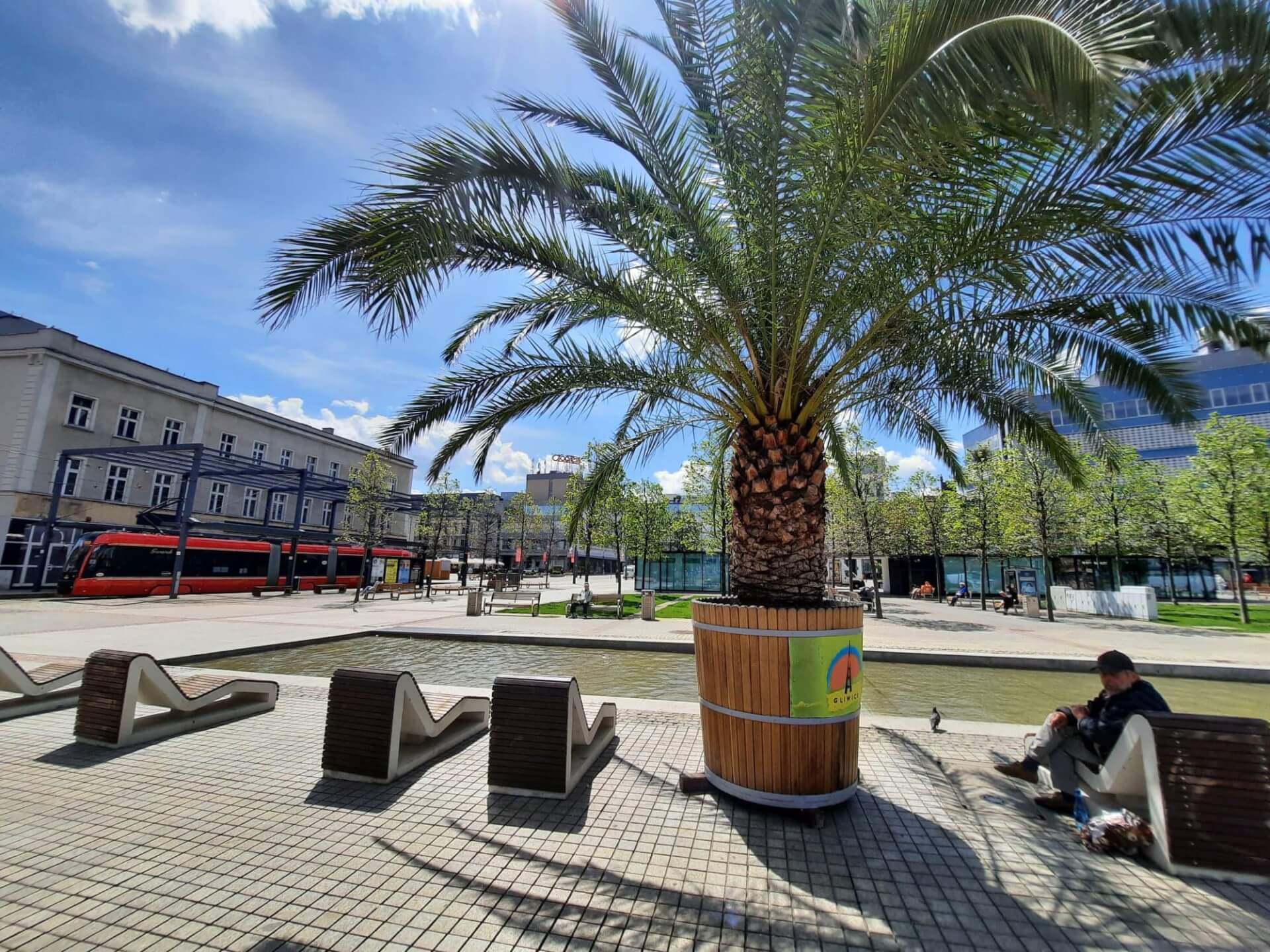 Palmy, Katowice Rynek, maj 2021 r.