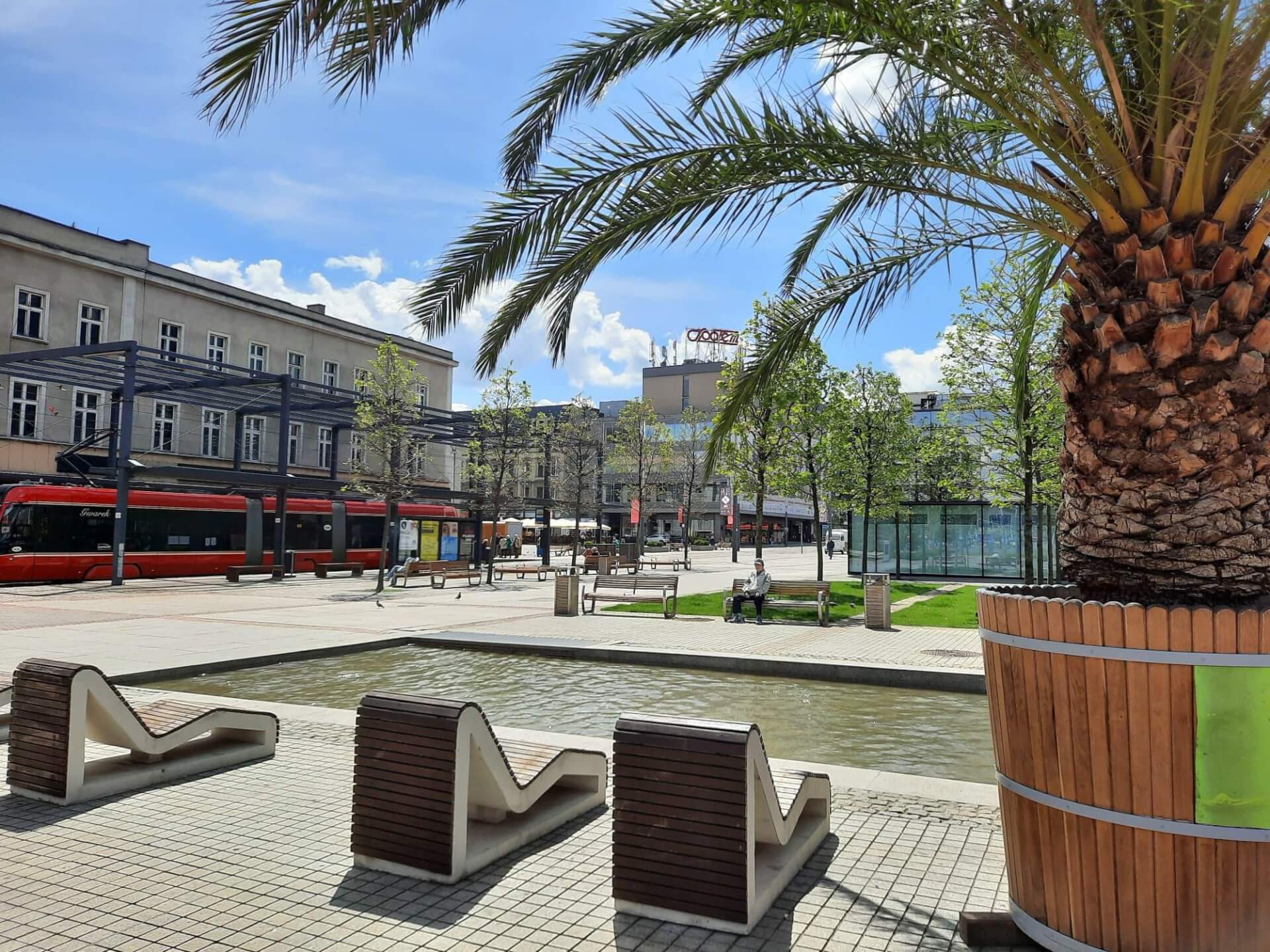 Palmy, Katowice Rynek, maj 2021 r.