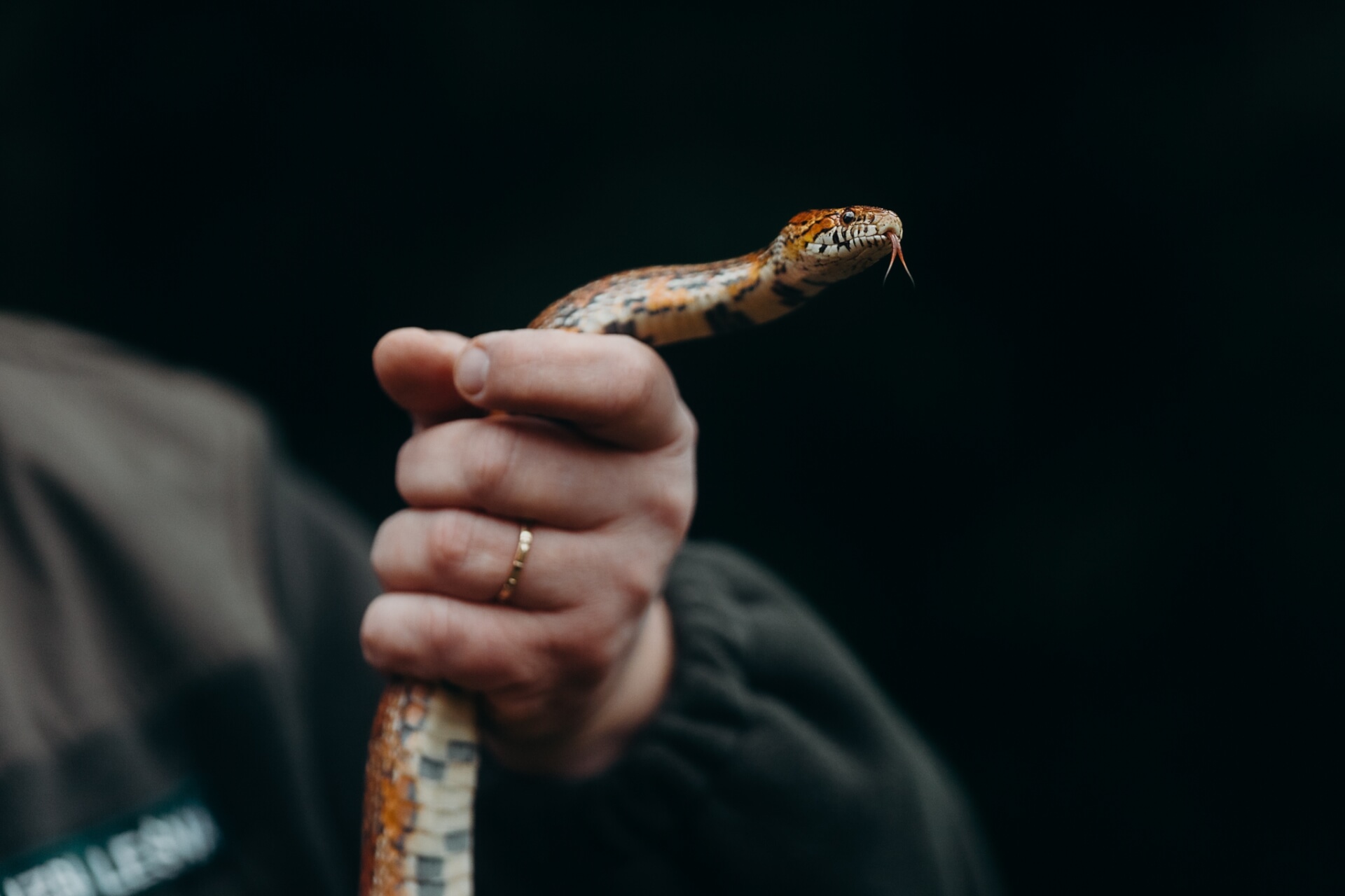 Wąż zbożowy znaleziony w lesie w Murckach