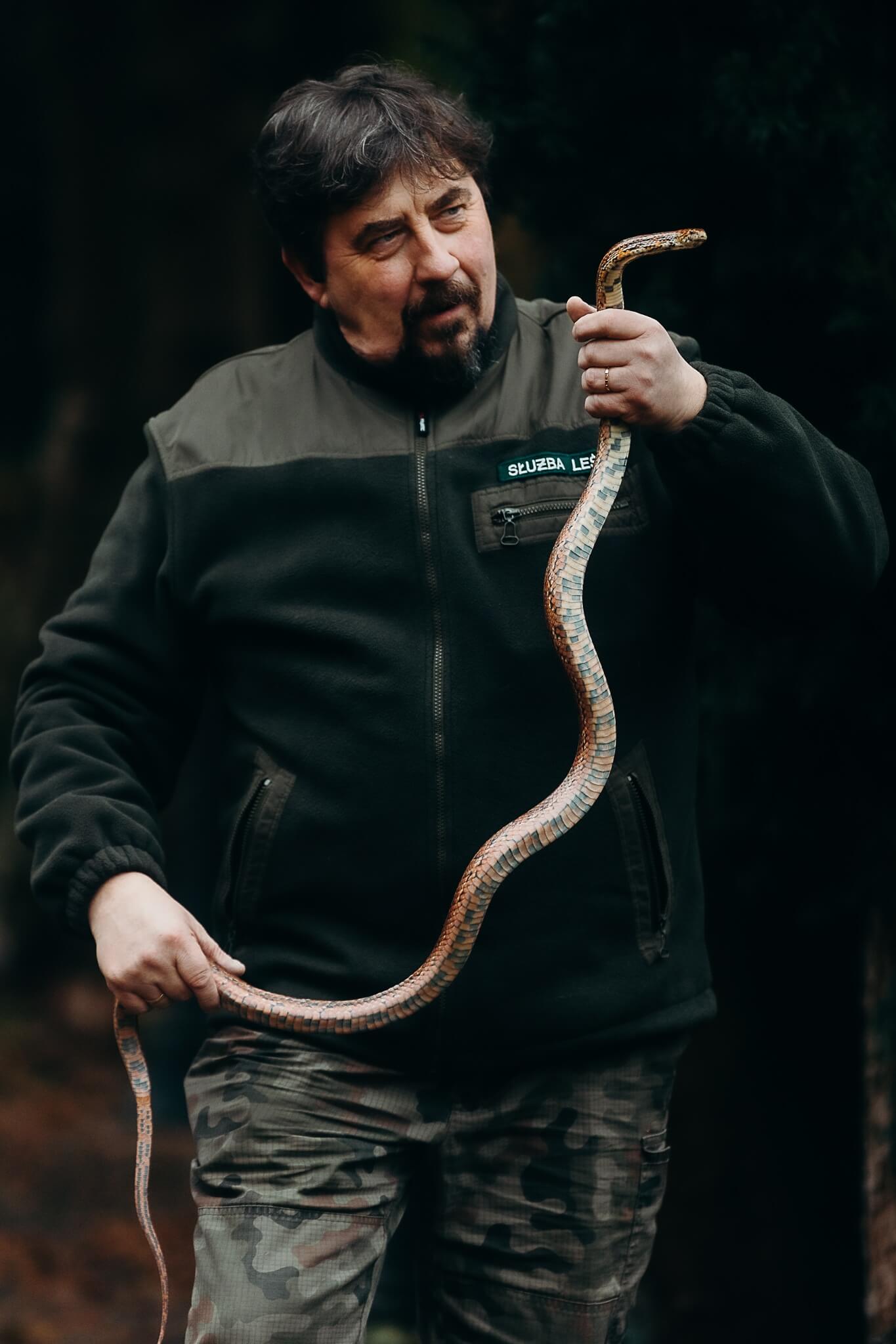 Wąż zbożowy znaleziony w lesie w Murckach