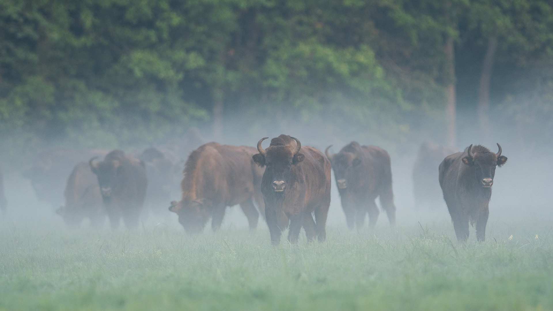 Białowieża