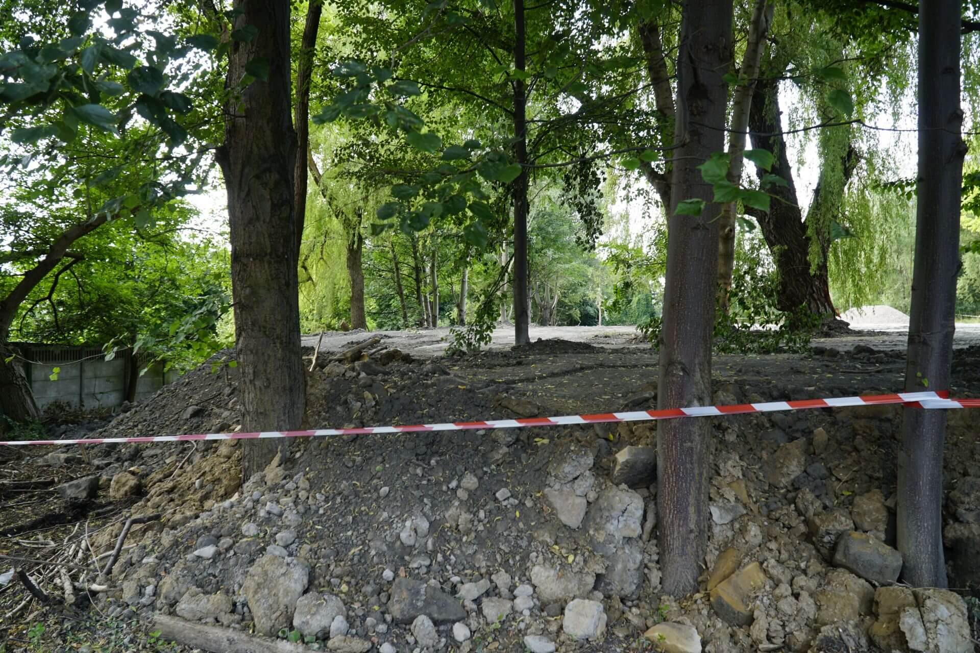 Katowice ratują drzewa. Chce rozwiązać umowę ze spółką, która je niszczy