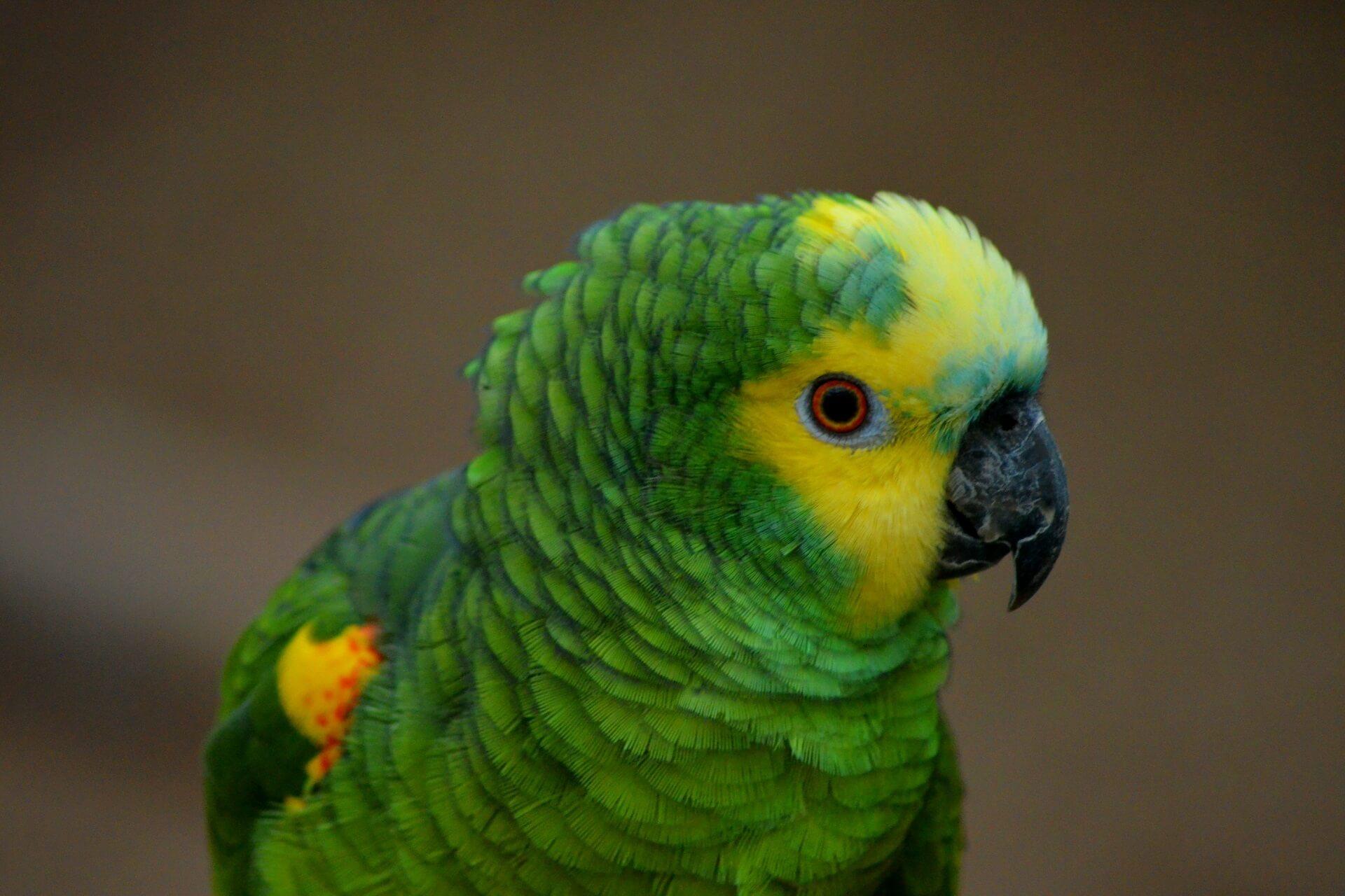 zielona papuga