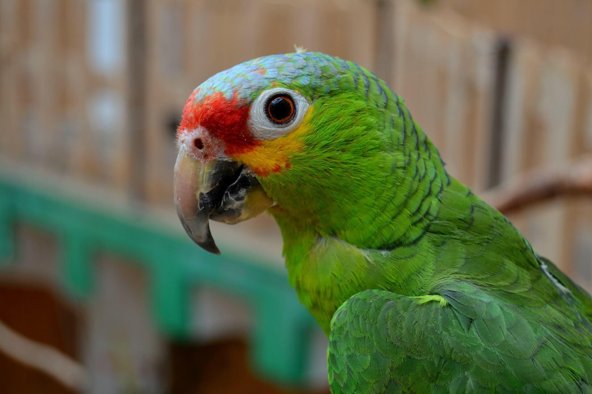 zielona papuga