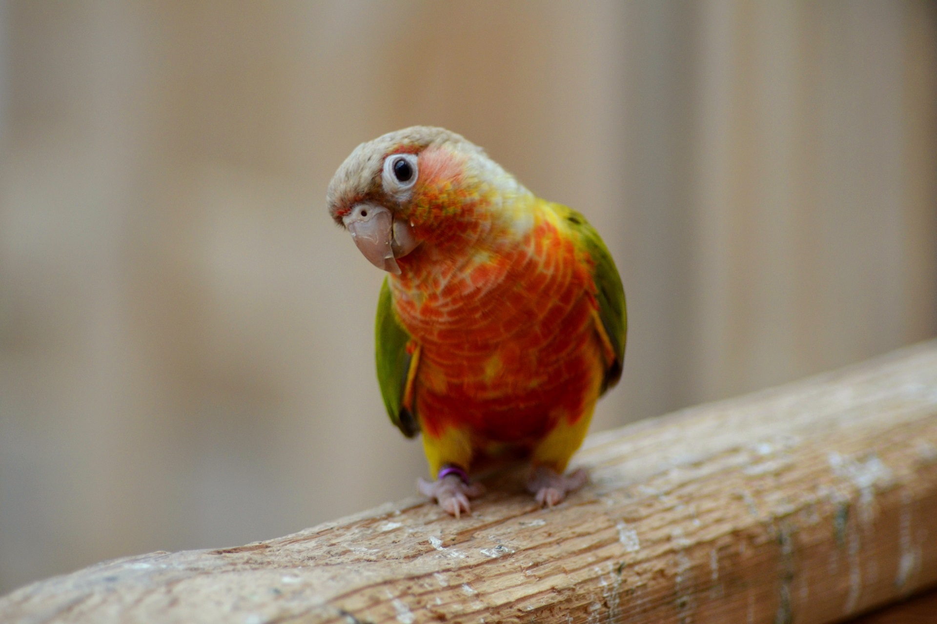 pomarańczowa papuga