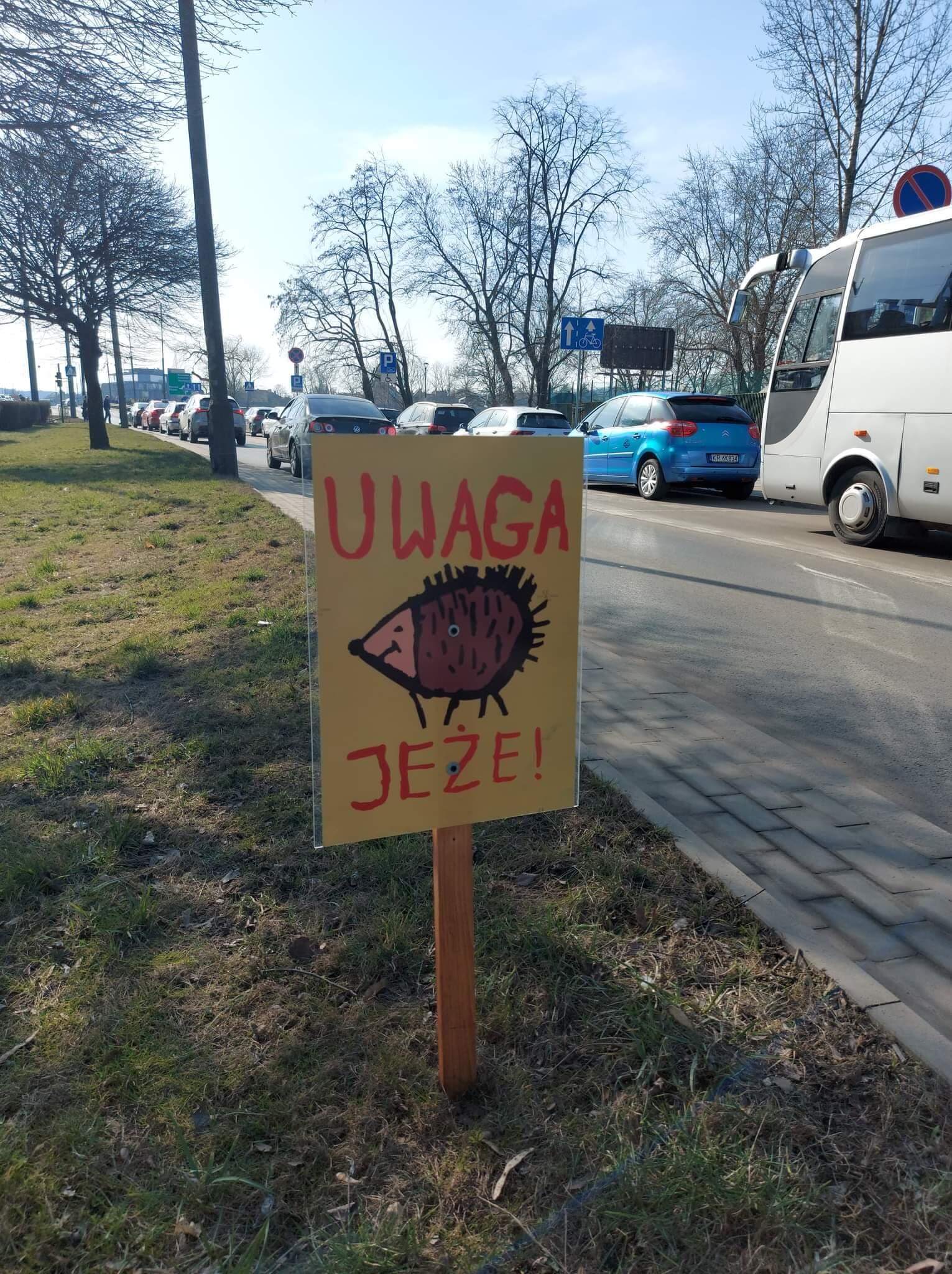 Uwaga jeże fot S Piskorz 4