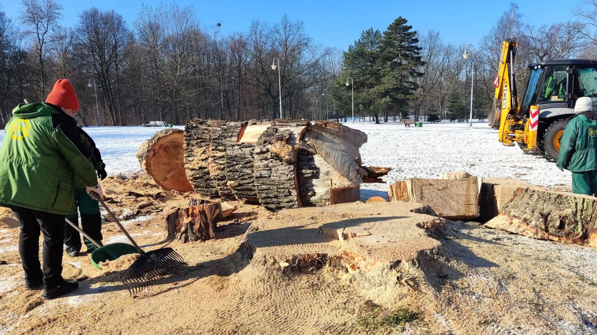 Wycięte drzewo Park Kościuszki 3