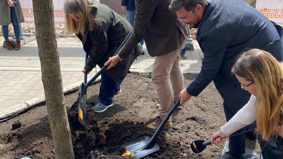 Wycięte kasztanowce przy ul Raciborskiej zastąpiły klony