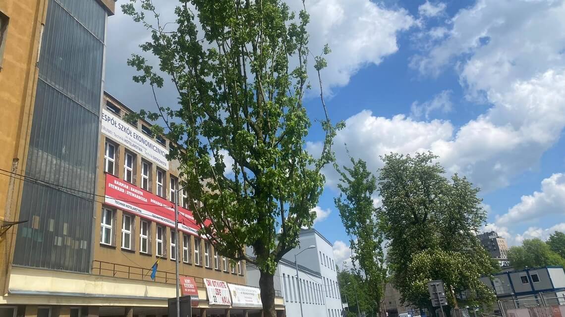 Wycięte kasztanowce przy ul Raciborskiej zastąpiły klony