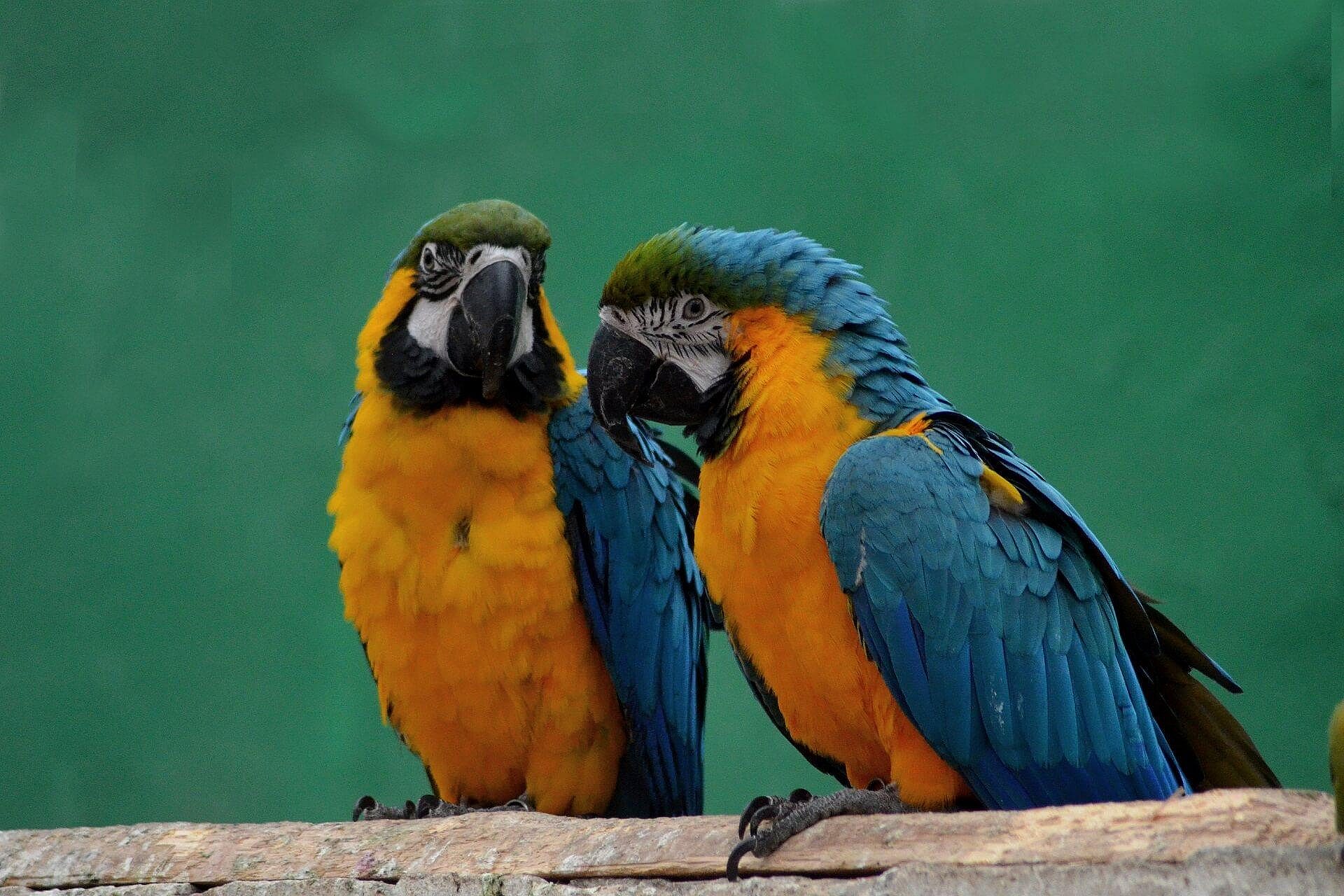 Papugarnia Carmen- poznaj kolorowy świat egzotycznych papug! Papugarnia Carmen- poznaj kolorowy świat egzotycznych papug!