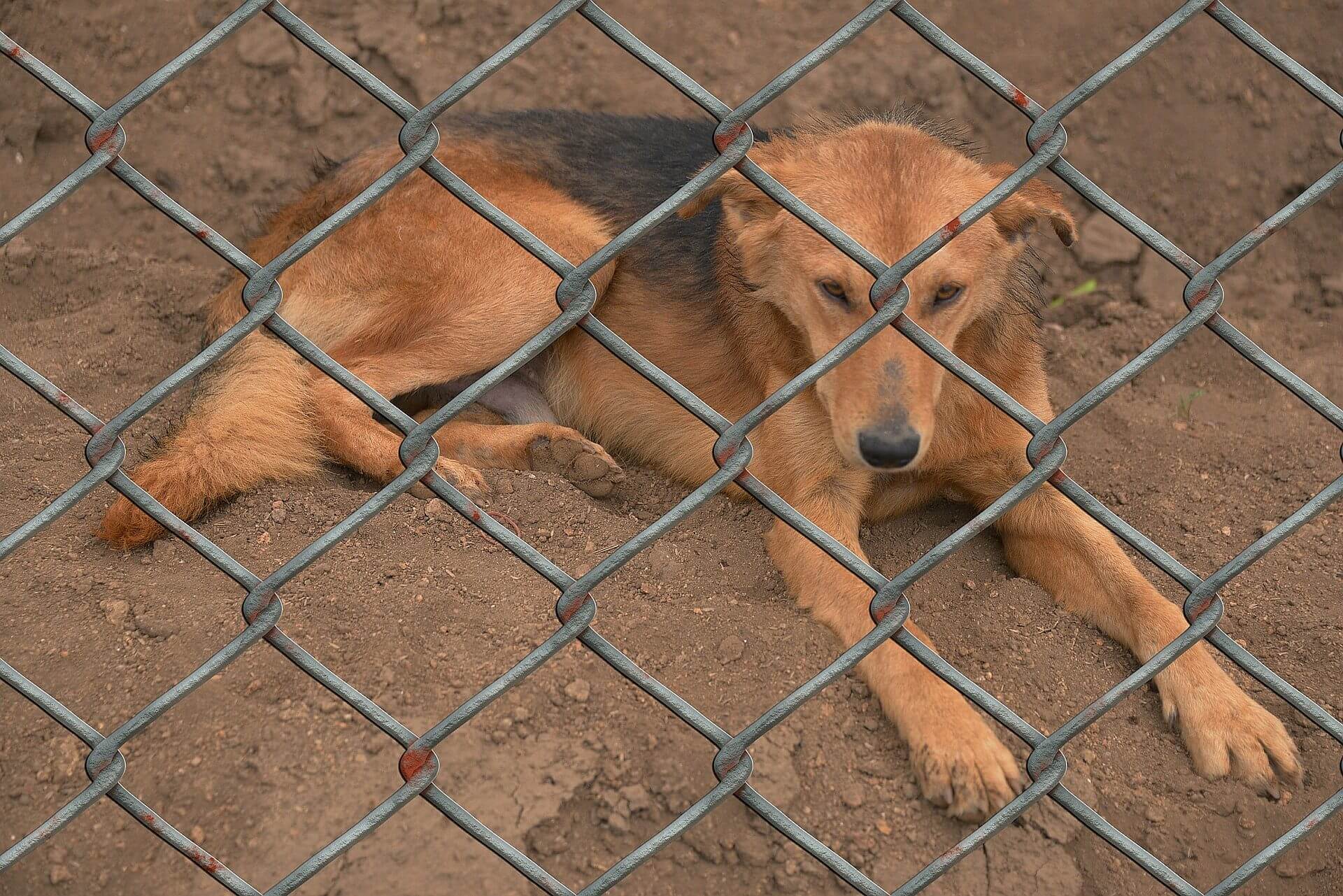 Dog 509103 1920 Dog 509103 1920