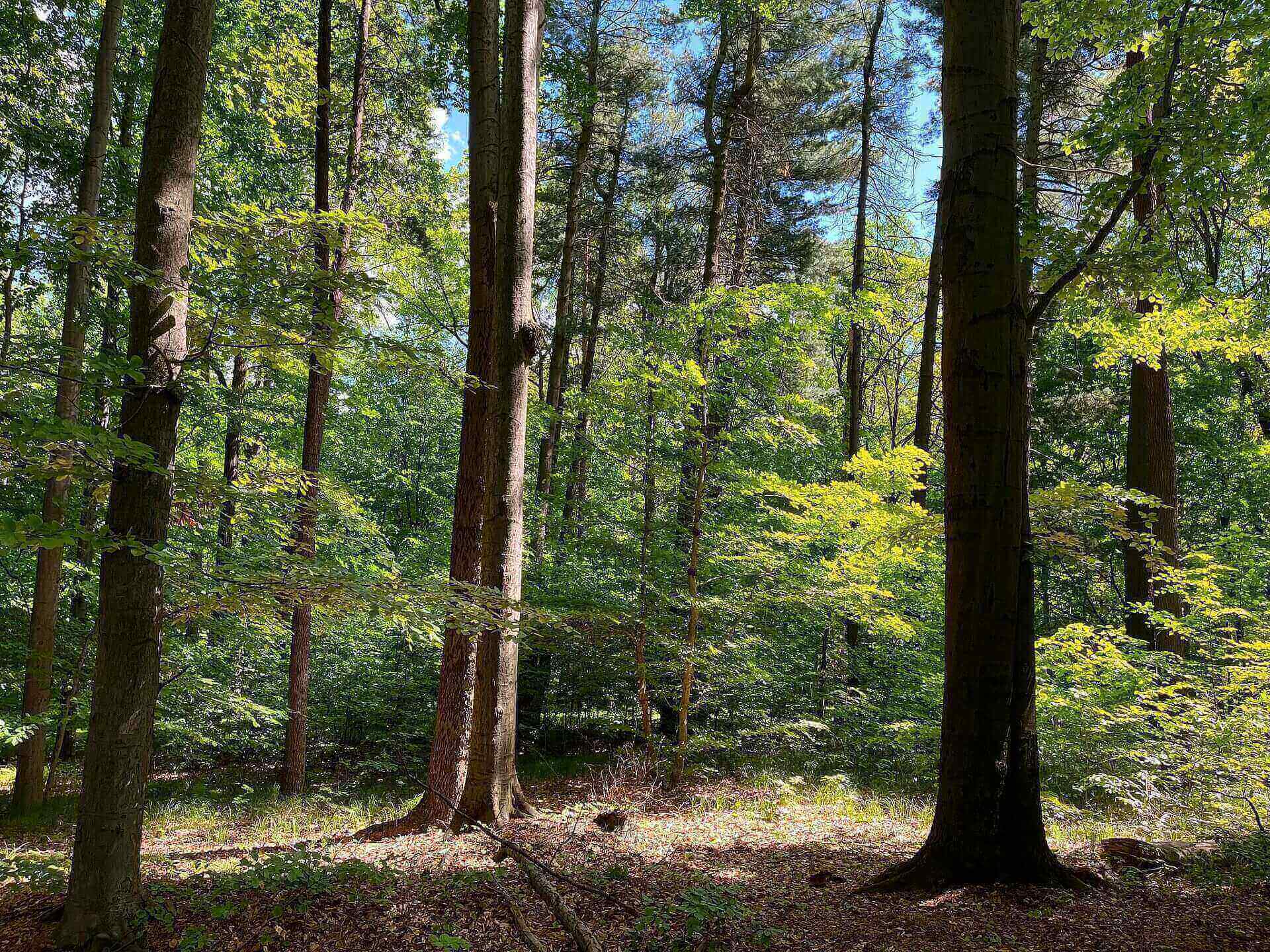 Las Murckowski Las Murckowski