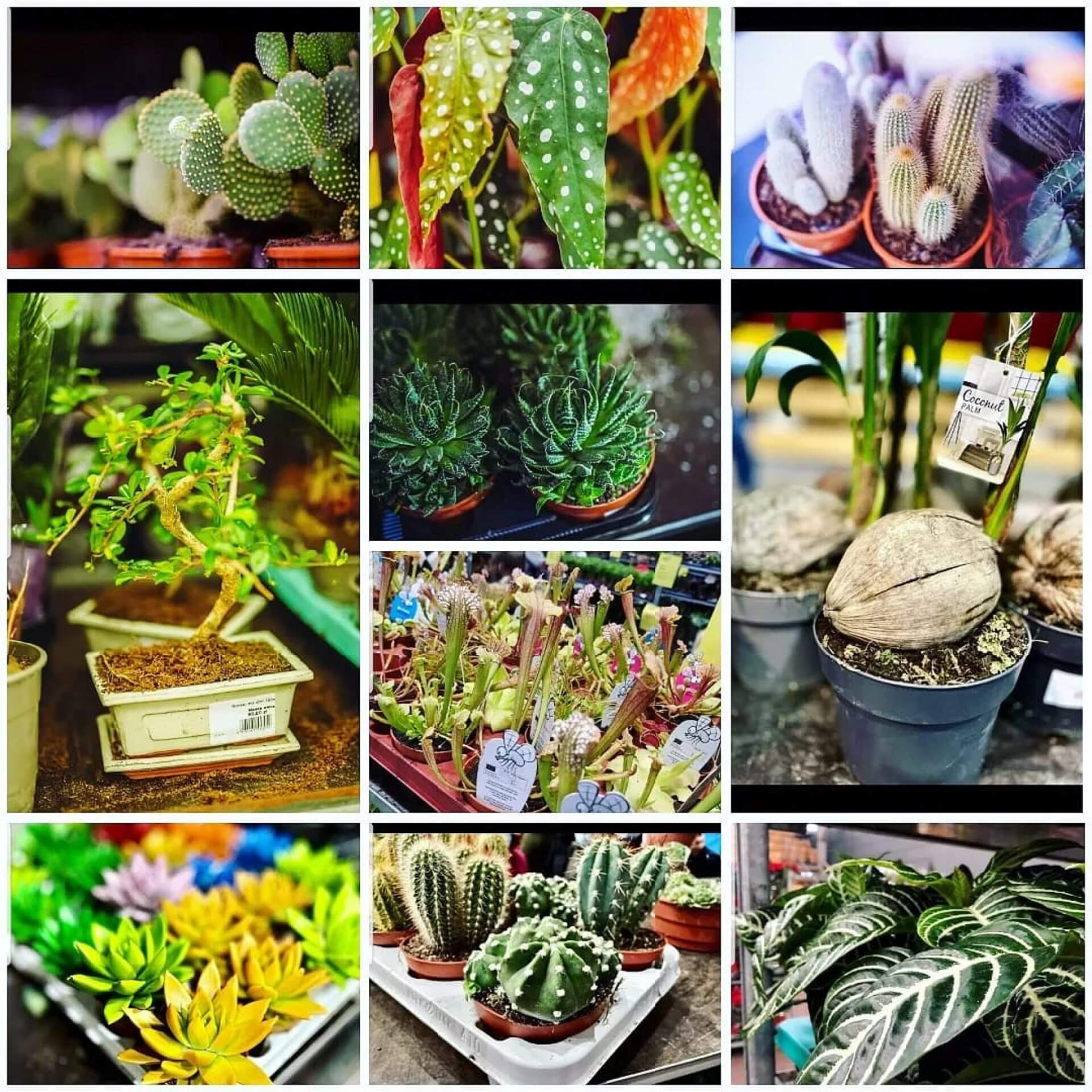 Festiwal Roślin Katowice Spodek Festiwal Roślin Katowice Spodek