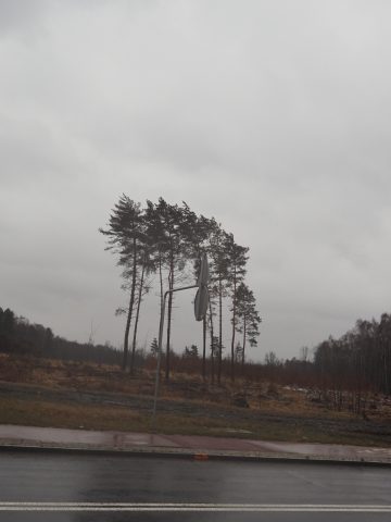 Wycinka drzew ul Gospodarcza 8 Wycinka drzew ul Gospodarcza 8