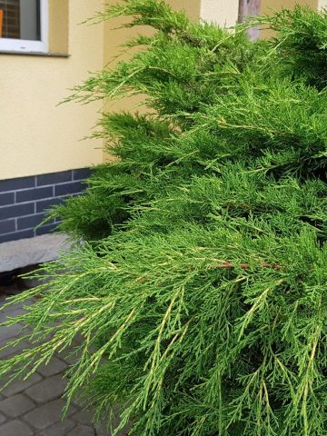 Rzeźby autorstwa doktora Jerzego Wilgusa Rzeźby autorstwa doktora Jerzego Wilgusa