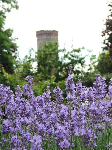 Lawenda zamek Lawenda zamek