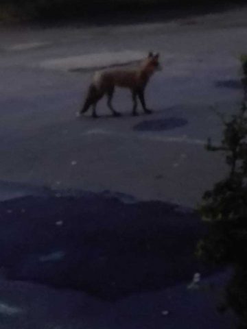 241126523 1208155329699752 1099823631018785901 n 241126523 1208155329699752 1099823631018785901 n