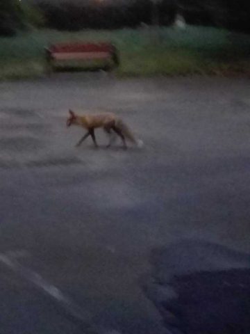 241203619 1208155363033082 6684560059553080174 n 241203619 1208155363033082 6684560059553080174 n