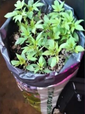 2narkotyki jpg 2narkotyki jpg