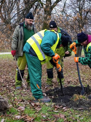Sadzenie drzew, Katowice Sadzenie drzew, Katowice