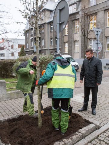 Sadzenie drzew, Katowice Sadzenie drzew, Katowice