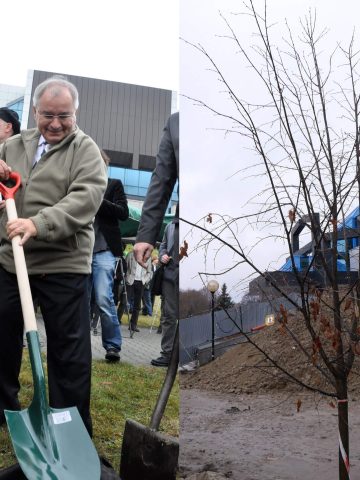 Drzewka zasadzone w Alei Noblistów stoją nadal Drzewka zasadzone w Alei Noblistów stoją nadal