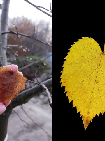 Drzewka zasadzone w Alei Noblistów stoją nadal Drzewka zasadzone w Alei Noblistów stoją nadal