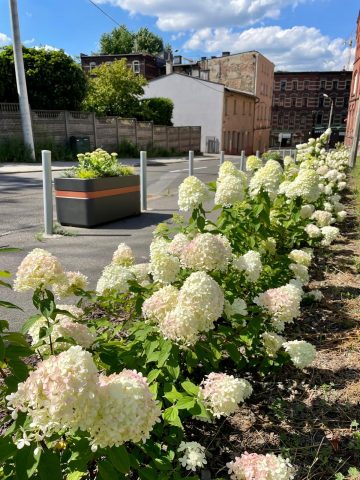 Zielony budzet katowice 01 Zielony budzet katowice 01