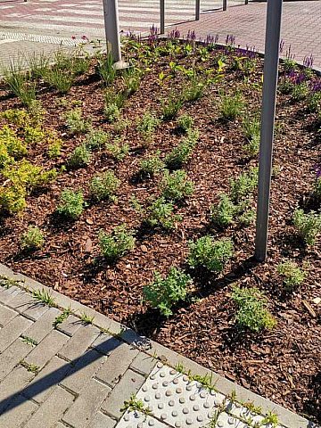 Zielony Budżet w Katowicach Zielony Budżet w Katowicach