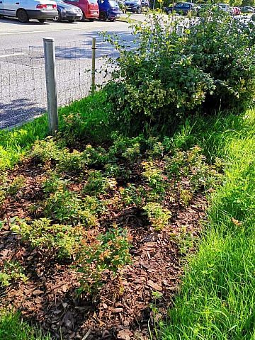 Zielony Budżet w Katowicach Zielony Budżet w Katowicach