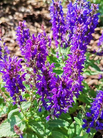 Zielony Budżet w Katowicach Zielony Budżet w Katowicach