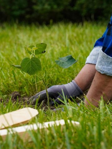 W Katowicach sadzą drzewa tlenowe 02 W Katowicach sadzą drzewa tlenowe 02