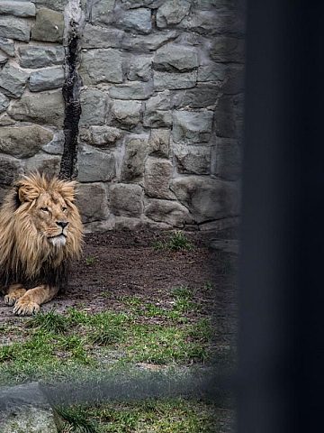 Katowice zoo aaaa Katowice zoo aaaa