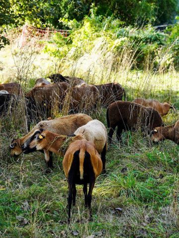 Owce kosza trawe katowice 011 Owce kosza trawe katowice 011