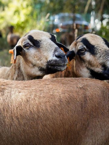 Owce kosza trawe katowice 03 Owce kosza trawe katowice 03