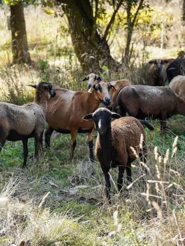 Owce kosza trawe katowice 04 Owce kosza trawe katowice 04