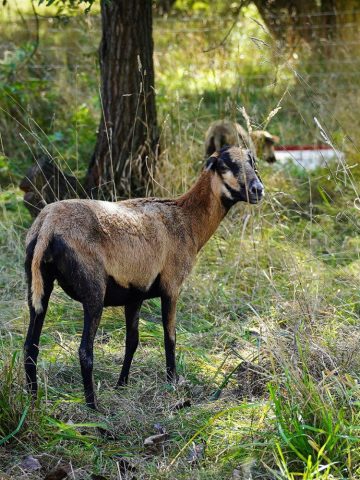 Owce kosza trawe katowice 05 Owce kosza trawe katowice 05