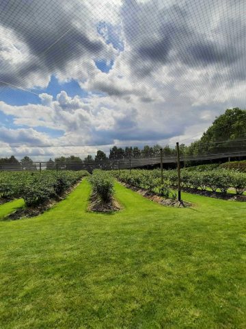 Plantacja borowki katowice 2023 13 Plantacja borowki katowice 2023 13