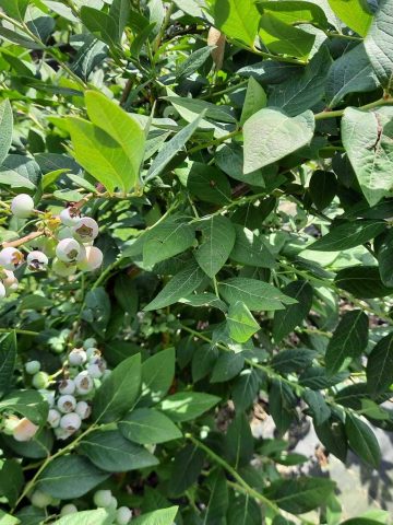 Plantacja borowki katowice 2023 15 Plantacja borowki katowice 2023 15