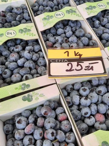 Plantacja borowki katowice 2023 16 Plantacja borowki katowice 2023 16