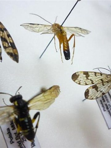 Xiii noc biologow us katowice 2024 3 Xiii noc biologow us katowice 2024 3