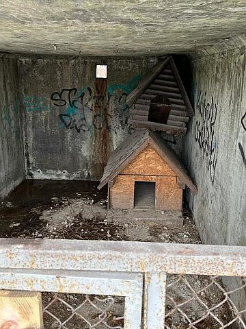 Zaniedbane psy katowice brynow 15 Zaniedbane psy katowice brynow 15