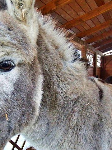 Żywa szopka w śląskim zoo 8 Żywa szopka w śląskim zoo 8