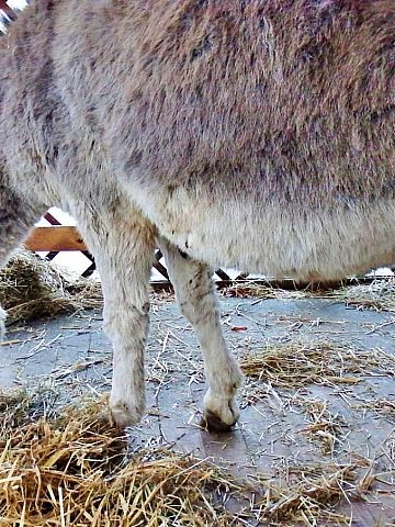 Żywa szopka w śląskim zoo 9 Żywa szopka w śląskim zoo 9