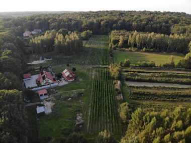 Winnica w Katowicach? W środku lasu? To nie żart Winnica w Katowicach