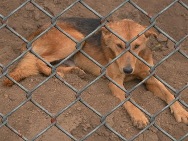 Dog 509103 1920 Dog 509103 1920