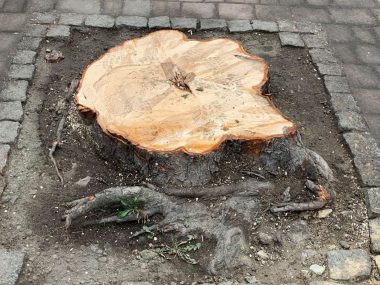 Wycinka kasztanowców. Mieszkańcy oburzeni, inwestor twierdzi, że musiał Kasztanowiec
