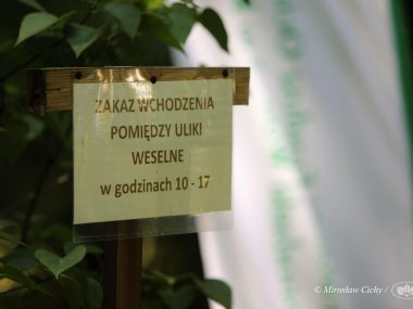 W trutowisku są uliki weselne. To tu królowe są zapładniane Trutowisko33